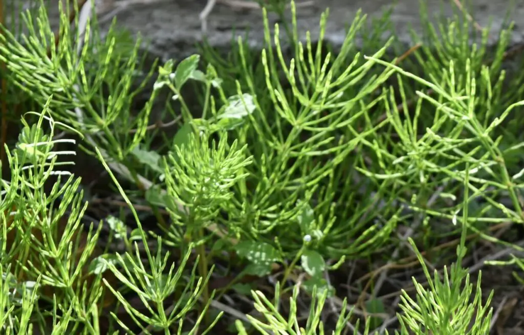 野草 スギナを食べてみた 雑草 シェア畑生活