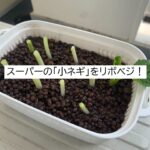 小ネギリボベジ