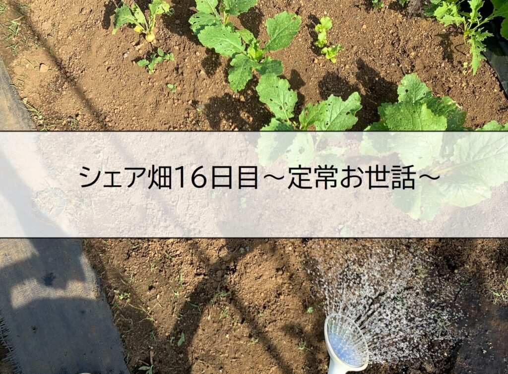 share_farm16