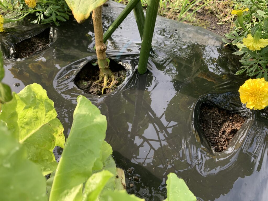 Topdressing of eggplant