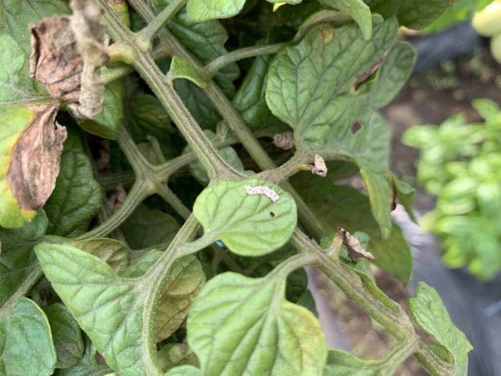 Tomatoes killed by pests