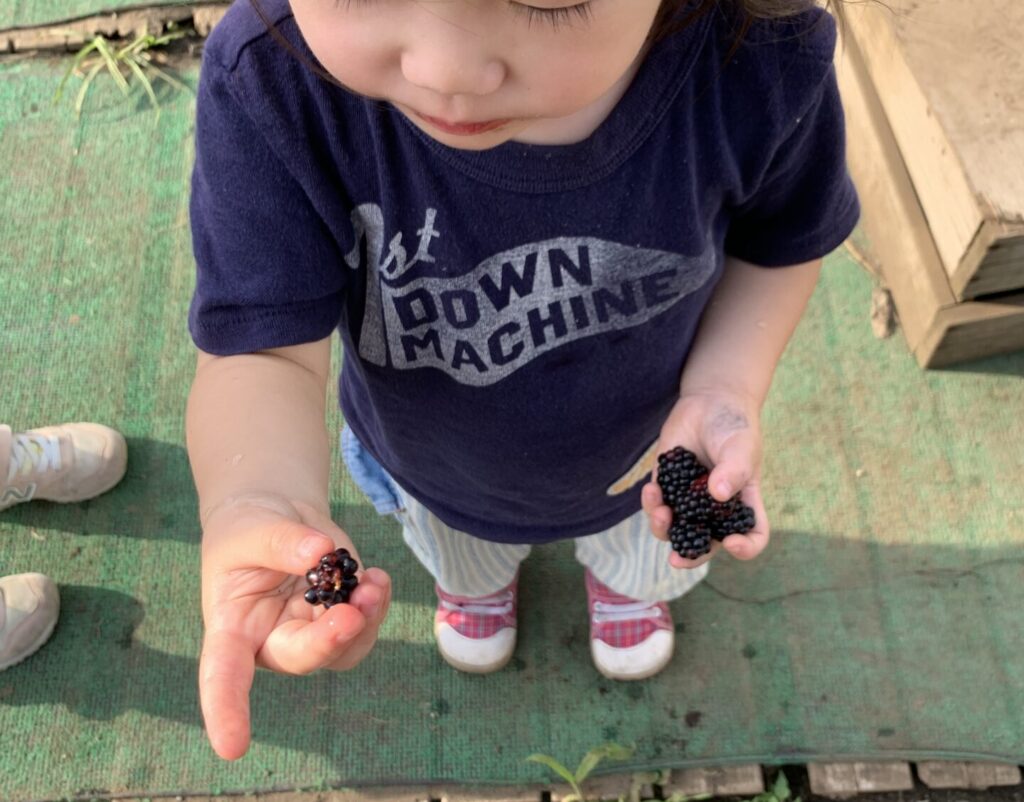 Kids eating blackberries