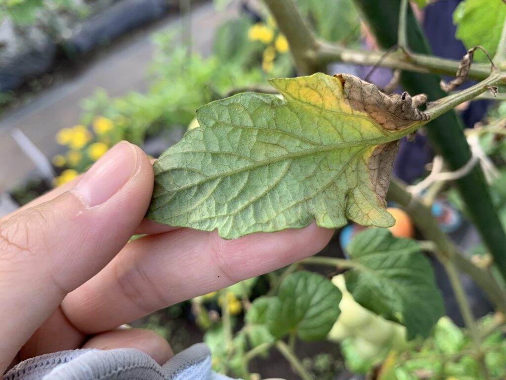 Tomatoes killed by pests