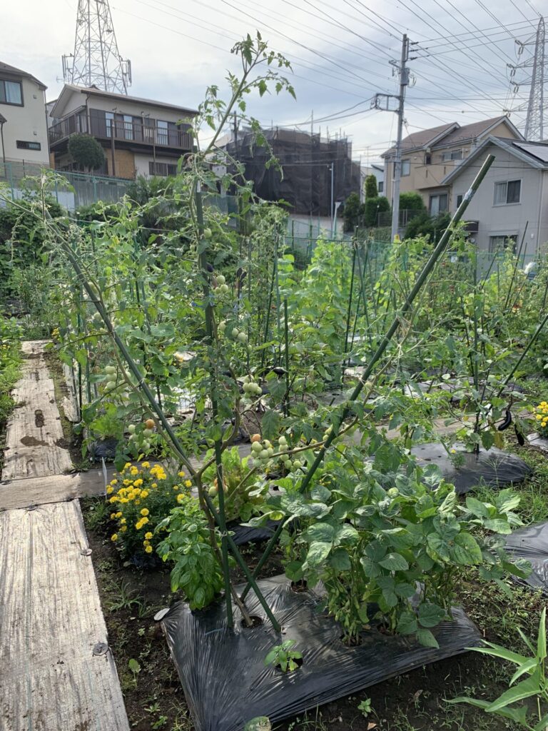 Tomatoes with cut leaves