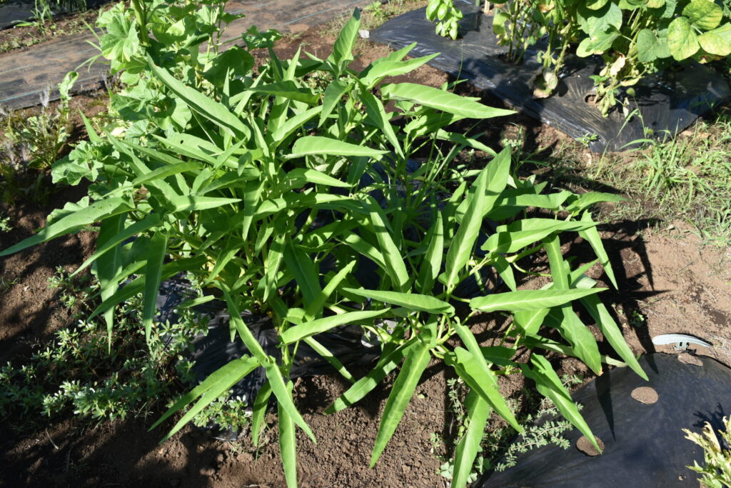 Water spinach