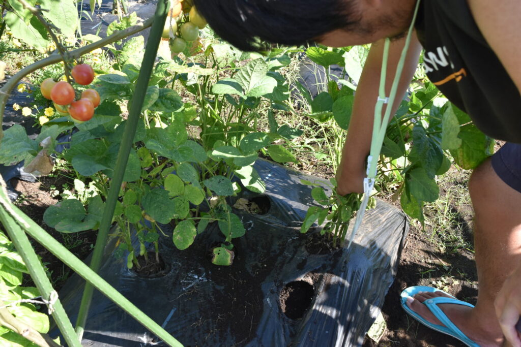 Clean up green soybeans