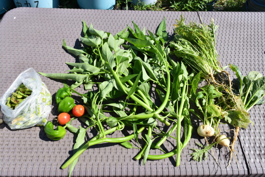 Harvested vegetables