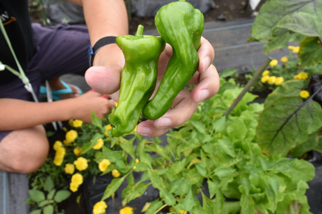 Harvesting bell pepper