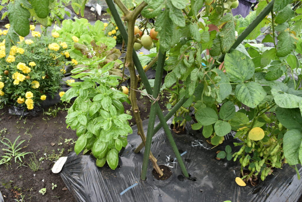 Tomatoes killed by pests