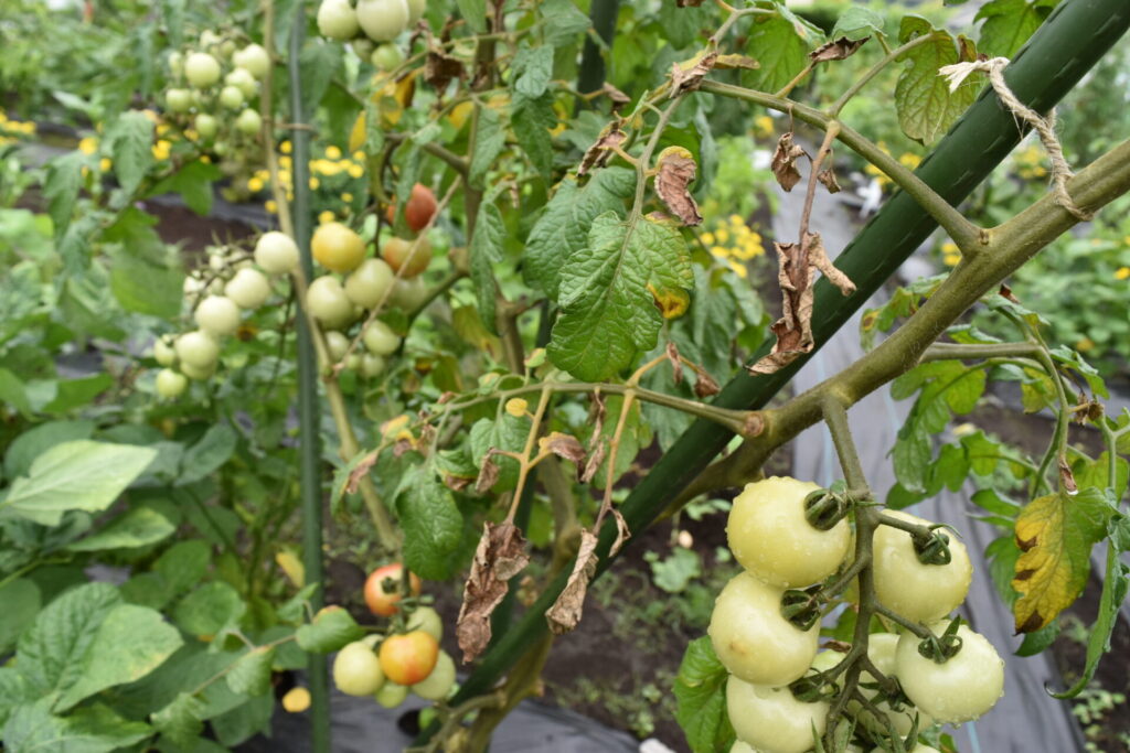 Tomatoes killed by pests