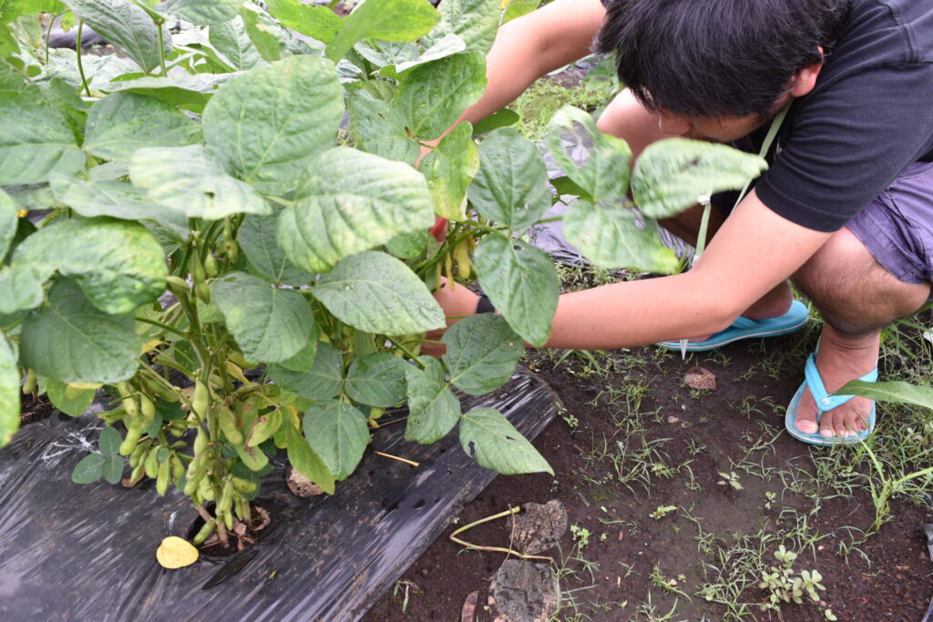 Harvesting green soybeans