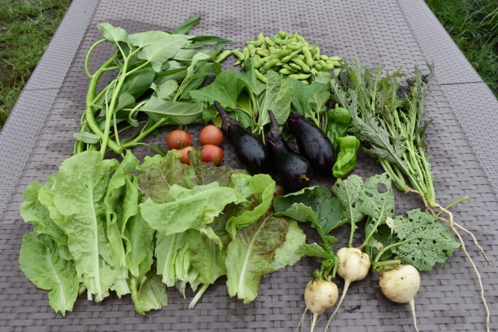 Harvested vegetables