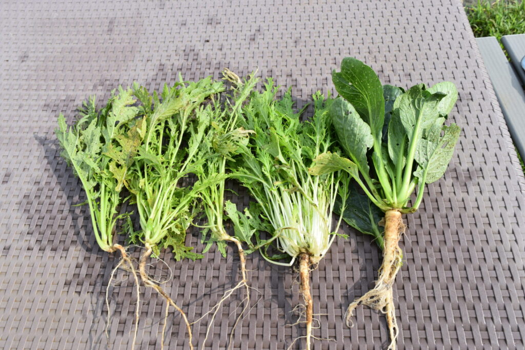 Harvested vegetables