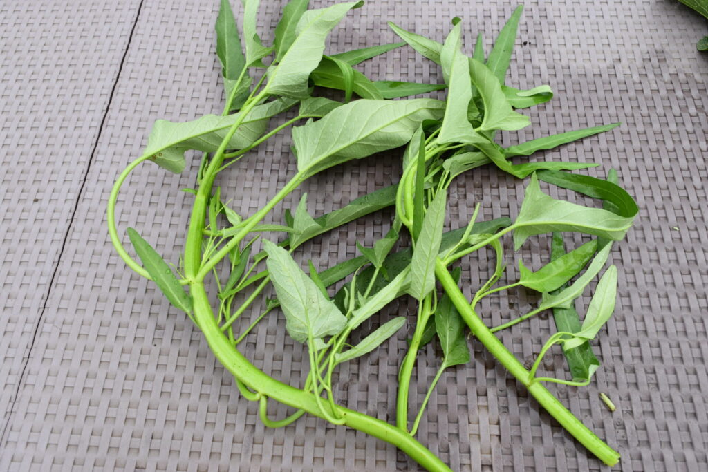 Harvested water spinach