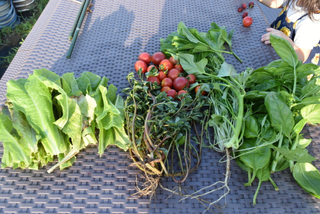 Harvested vegetables