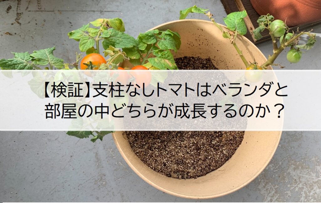 検証 支柱なしトマトはベランダと部屋の中どちらが成長するのか シェア畑生活