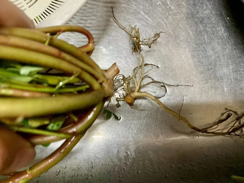 スーパーフードな雑草 スベリヒユ を食べてみた 野草 シェア畑生活