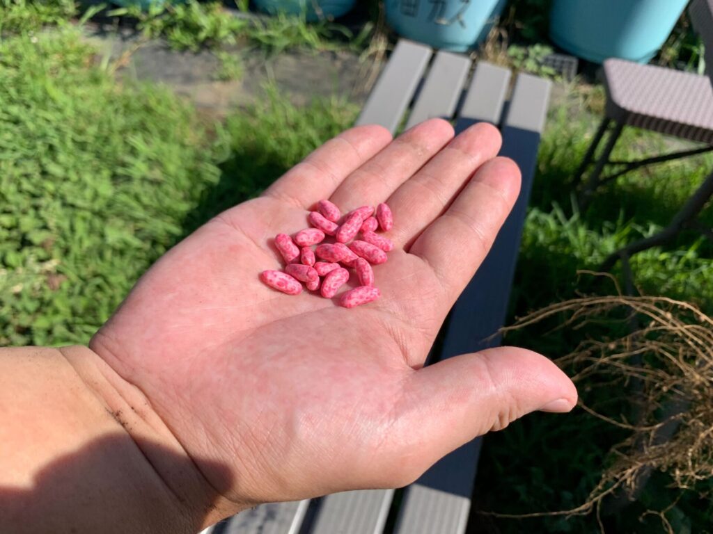 Bean seed without vine