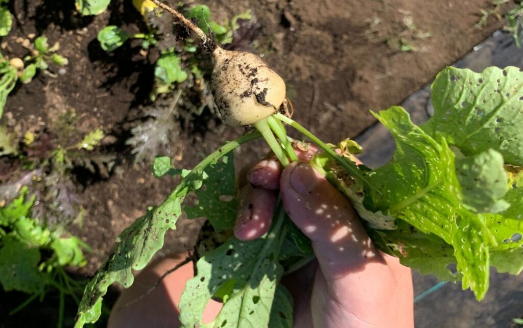 Harvested turnips