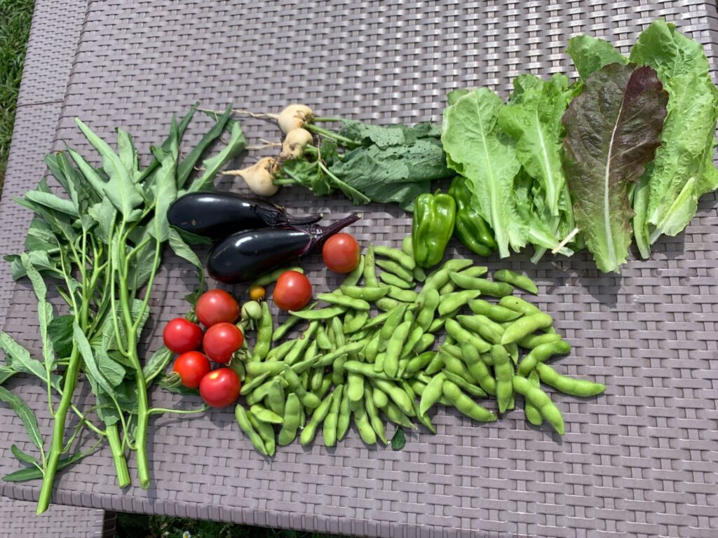 Harvested vegetables