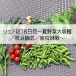 share_farm18