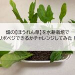 Reborn vegetable of spinach