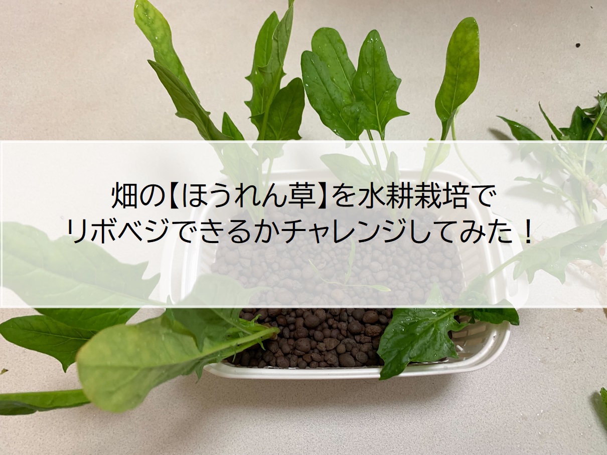畑の【ほうれん草】を水耕栽培でリボベジできるかチャレンジしてみた