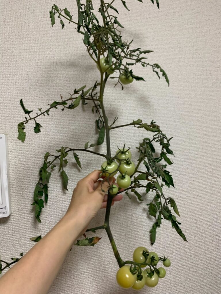 Tomatoes broken by the typhoon
