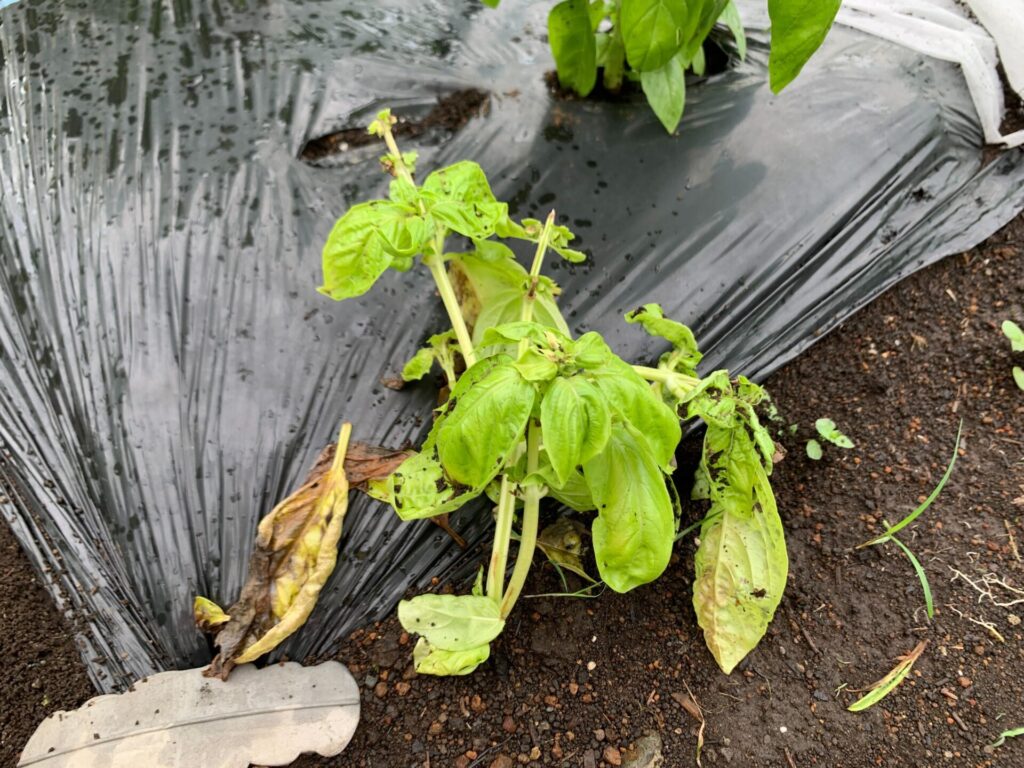 Basil damaged by typhoon