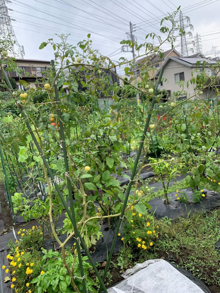 Typhoon measures for tomatoes