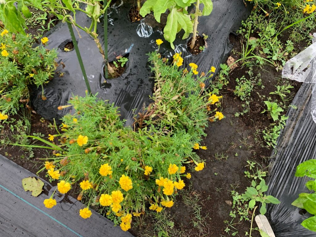 Marigolds damaged by typhoon