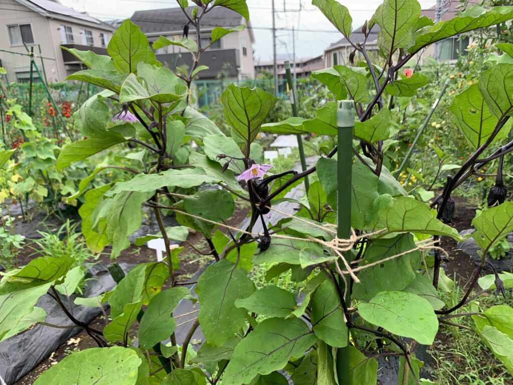 Typhoon measures for eggplant