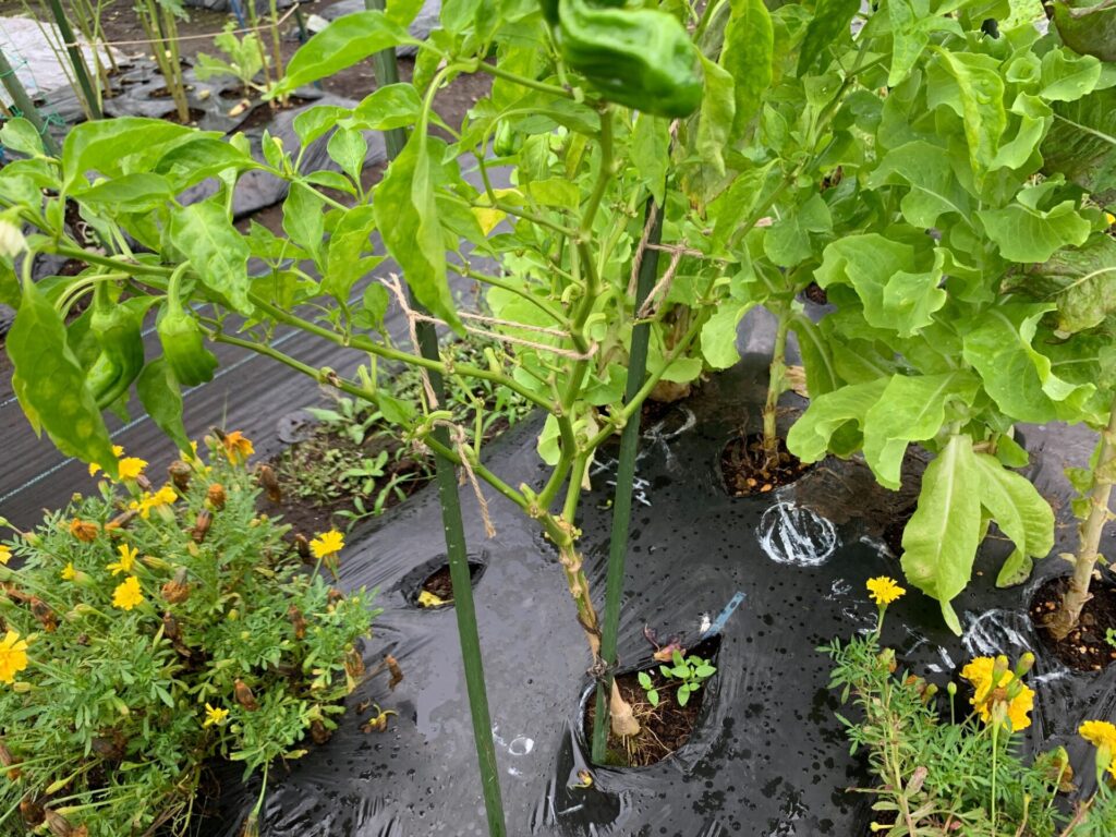 Typhoon measures for green peppers