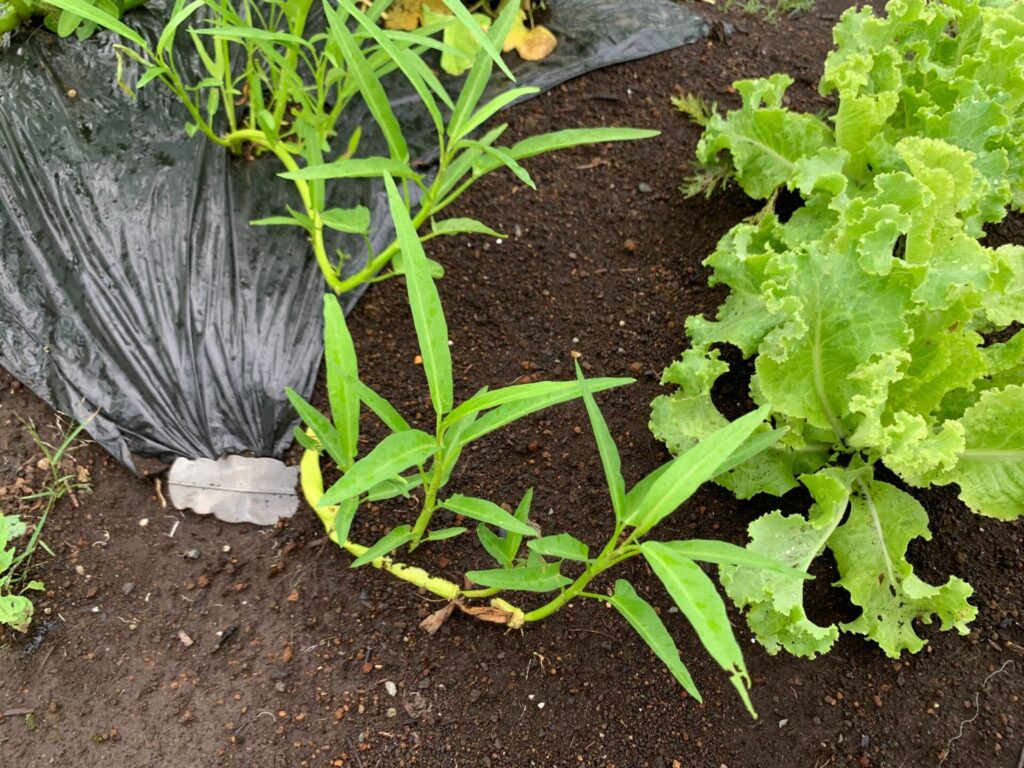 water spinach