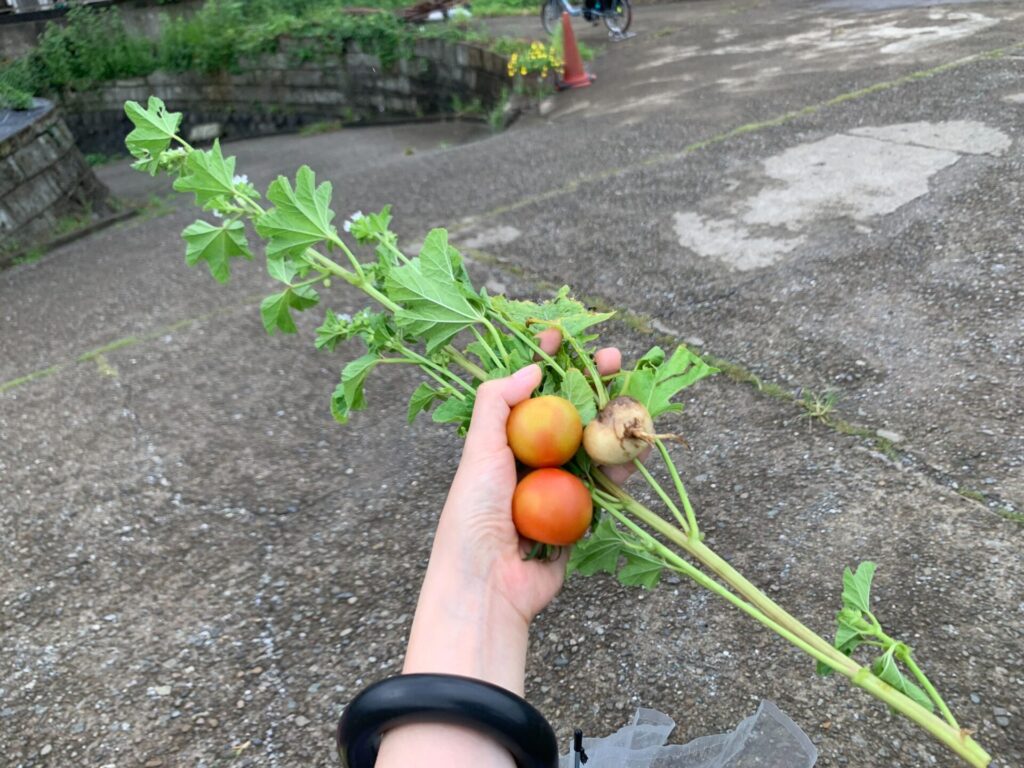 Harvested vegetables