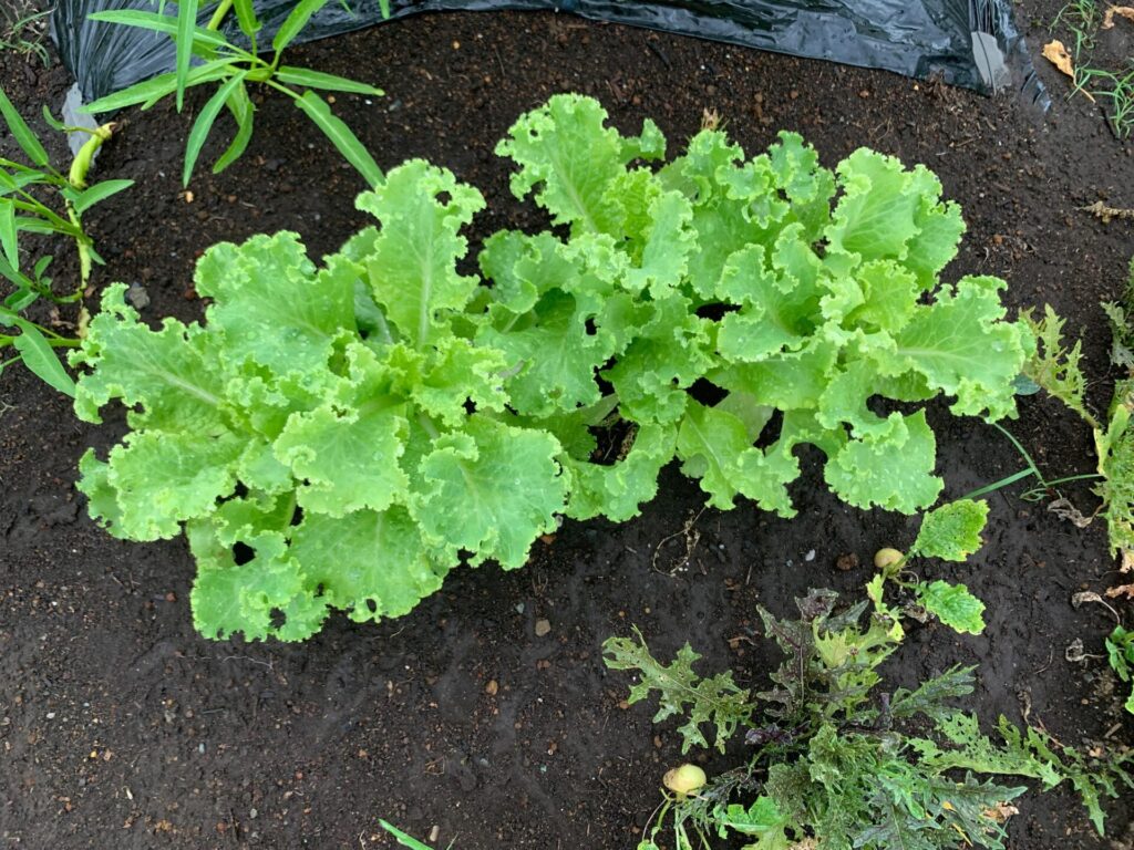 leaf lettuce