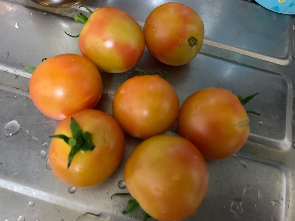 Tomatoes