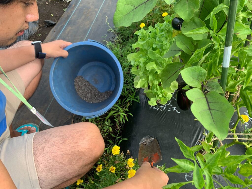 Fertilizing eggplants and peppers