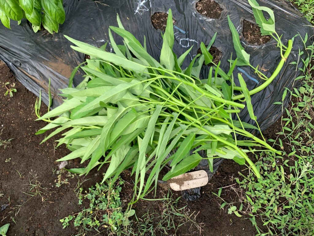 Harvested water spinach