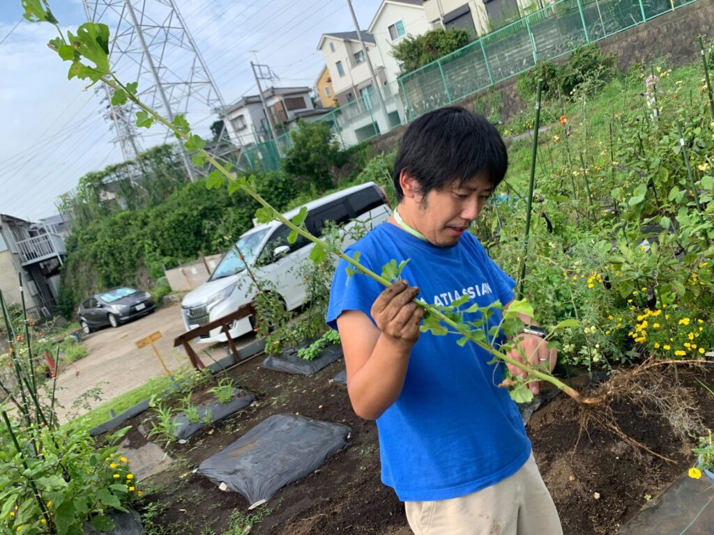 Harvested okanori