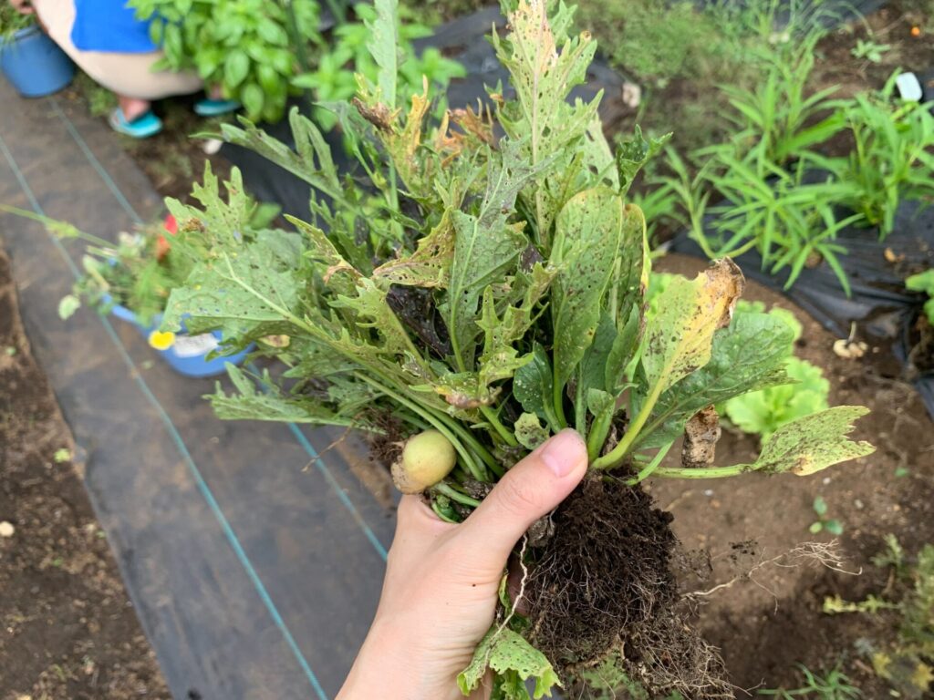 Harvested vegetables