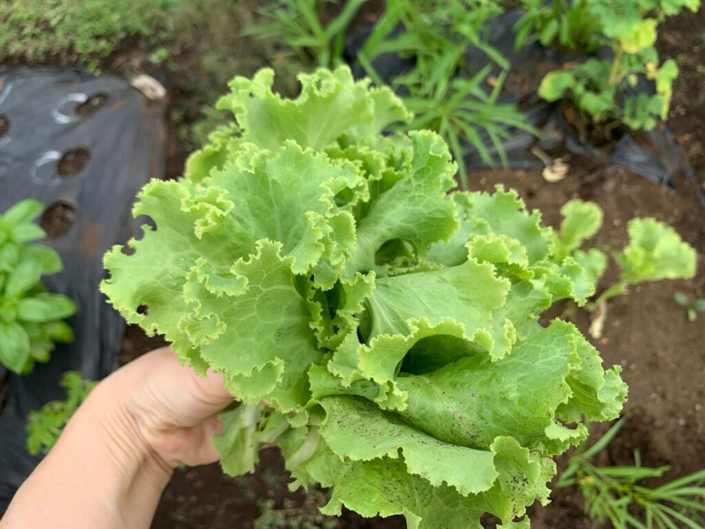 Harvested leaf lettuce