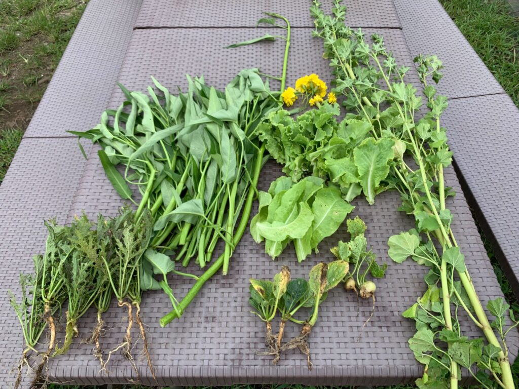 Harvested vegetables