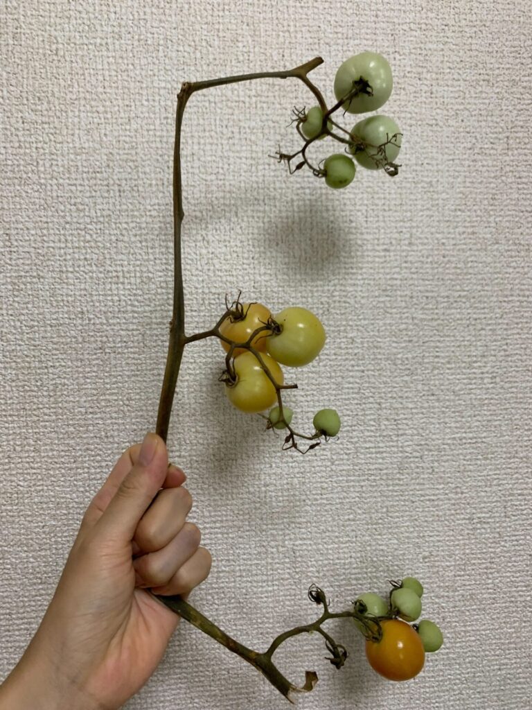 Tomatoes broken by the typhoon