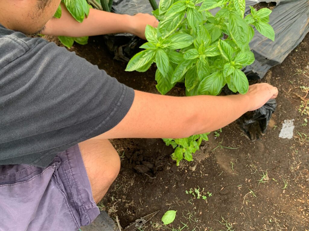 basil repotting