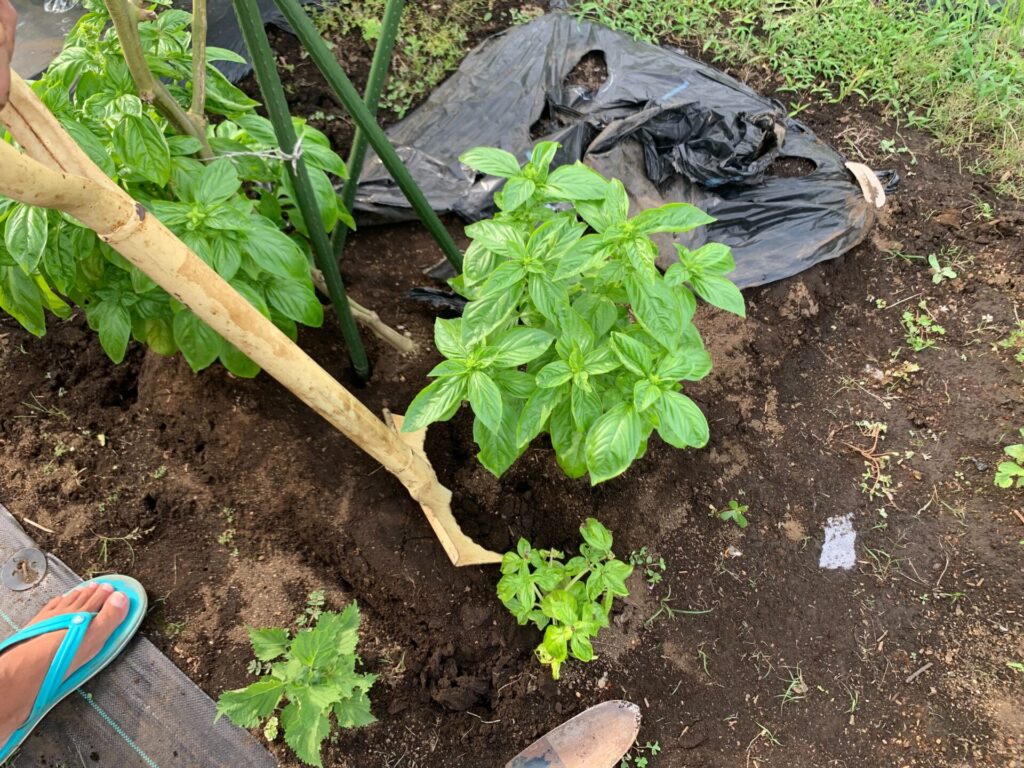 basil repotting