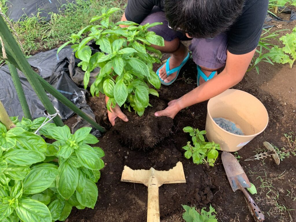 basil repotting