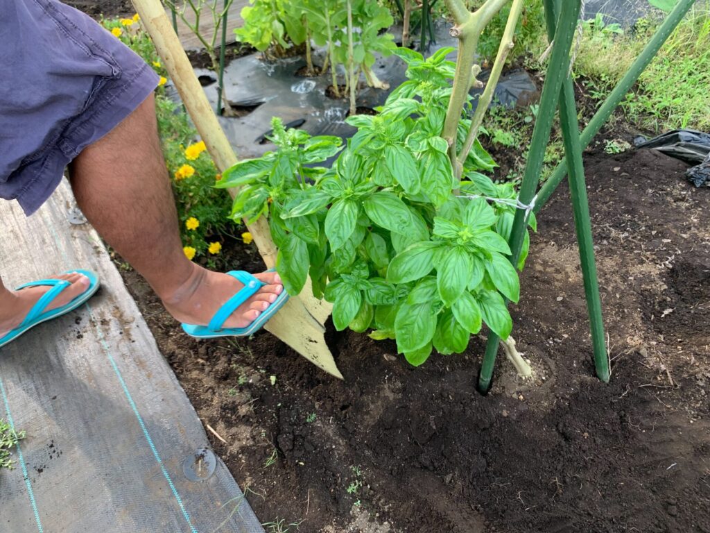 basil repotting