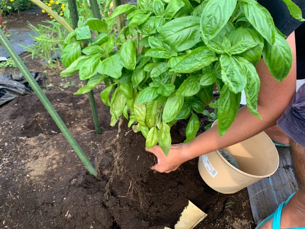 basil repotting