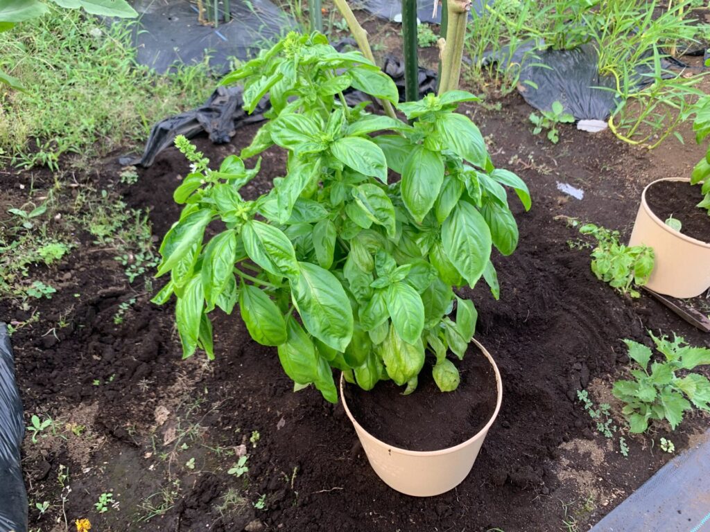 basil repotting